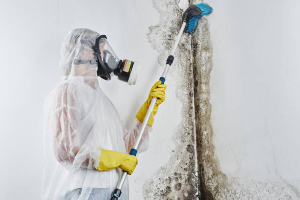 Best Attic Mold Removal  in White Mountain Lake, AZ