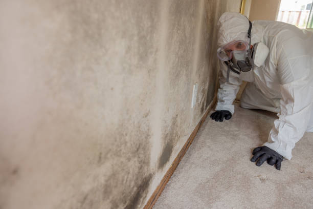 Best Residential Mold Inspection & Testing  in White Mountain Lake, AZ