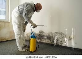 Best Basement Mold Removal  in White Mountain Lake, AZ